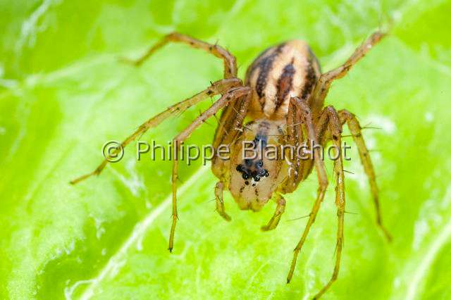 Oxyopidae_0071.JPG - France, Araneae, Oxyopidae, Araignée-lynx (Oxyopes lineatus), Lynx spider